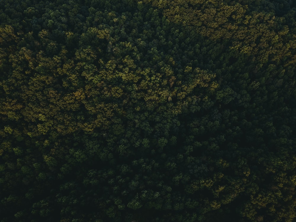 un grande gruppo di alberi