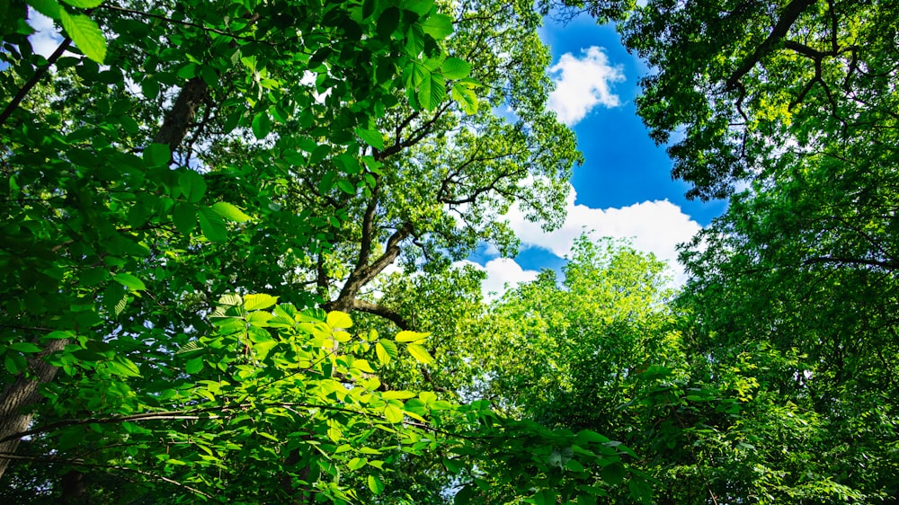 a group of trees