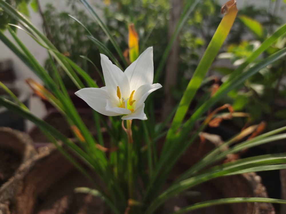 a white flower in a field of grass