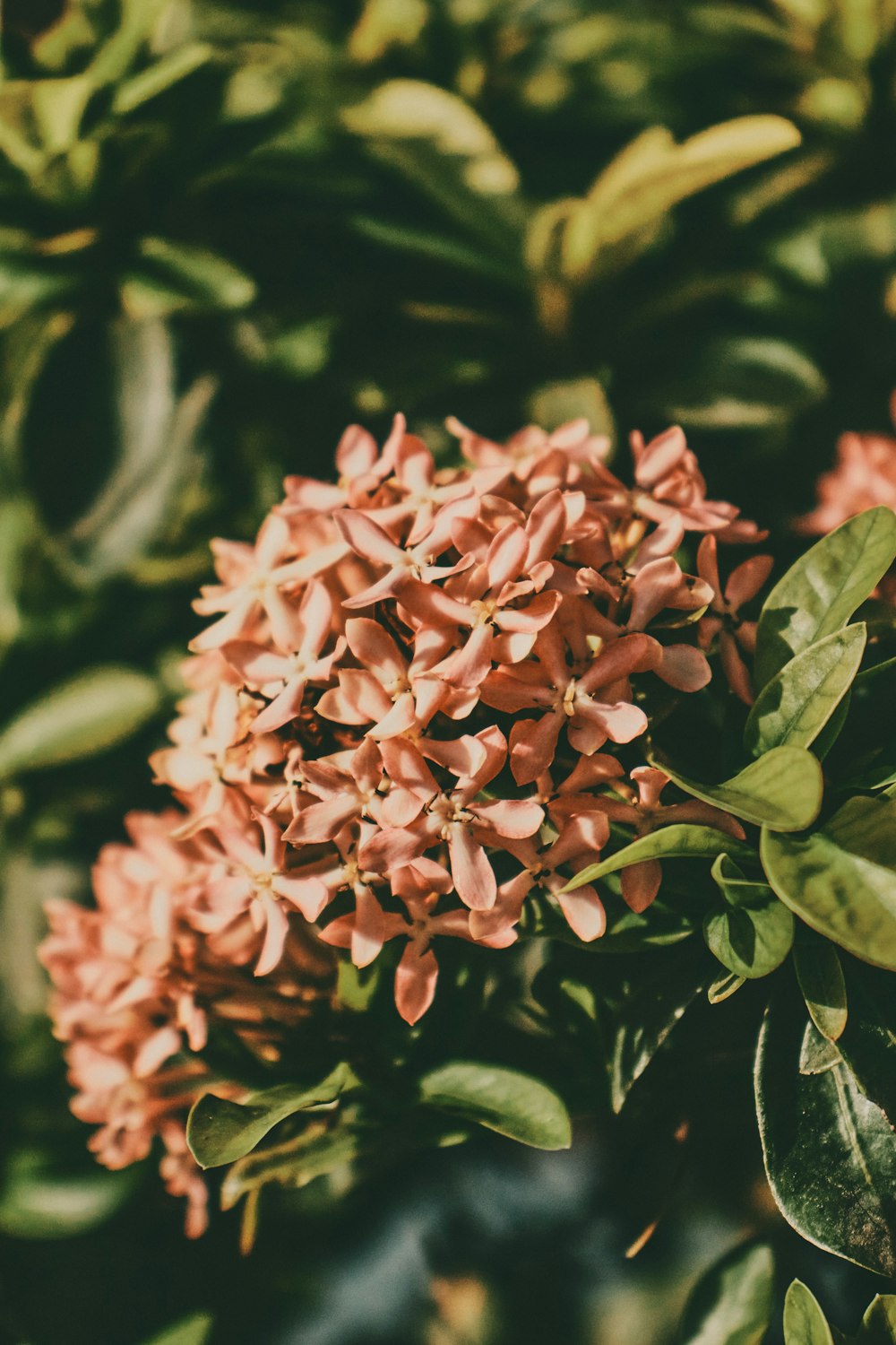 a close up of a flower