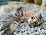 A tabby cat lies comfortably on a bed of gray gravel, with its paws stretched out and its head slightly tilted. The cat has large green eyes and a relaxed expression. The background is slightly blurred, indicating an outdoor setting.