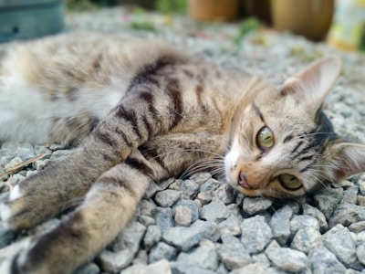 A tabby cat lies comfortably on a bed of gray gravel, with its paws stretched out and its head slightly tilted. The cat has large green eyes and a relaxed expression. The background is slightly blurred, indicating an outdoor setting.