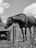 A horse stands in a fenced area, with its head lowered near a container labeled with 'Rubbermaid Commercial Products'. The surroundings include a wooden fence, tall grass, and a partly cloudy sky.