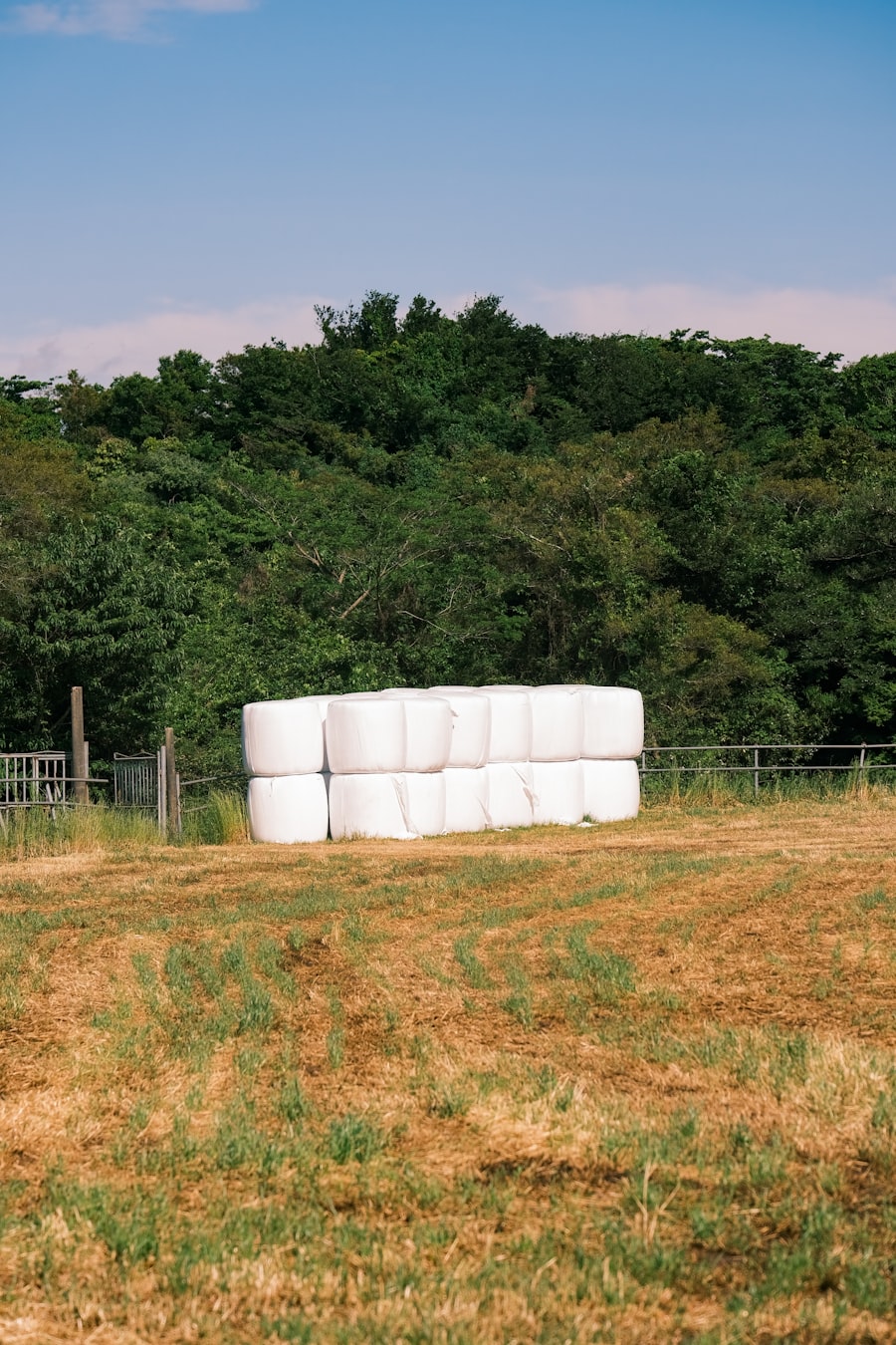 White silage bales wrapped in LLDPE film in an open field