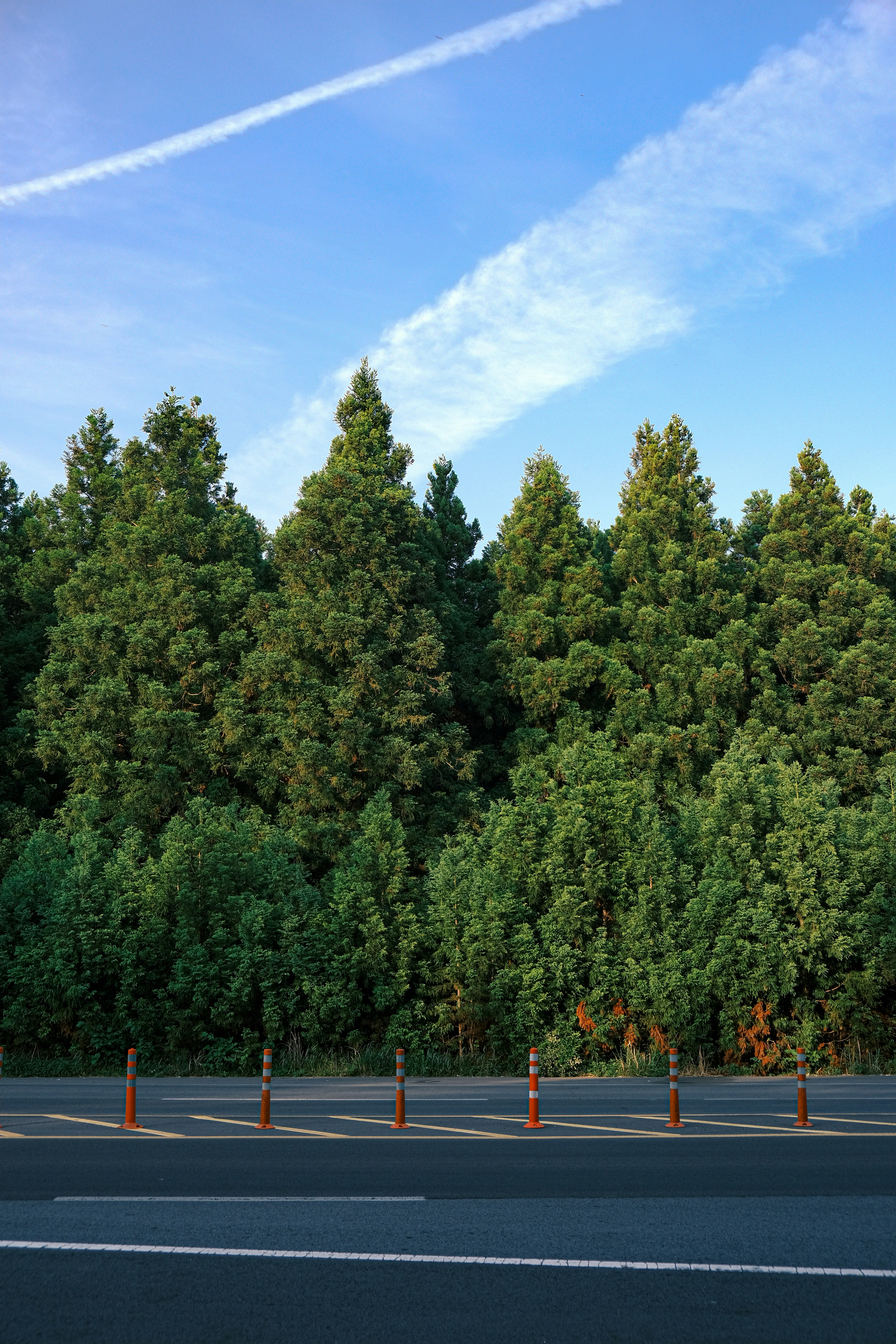 A road with trees on the side photo – Free Plant Image on Unsplash