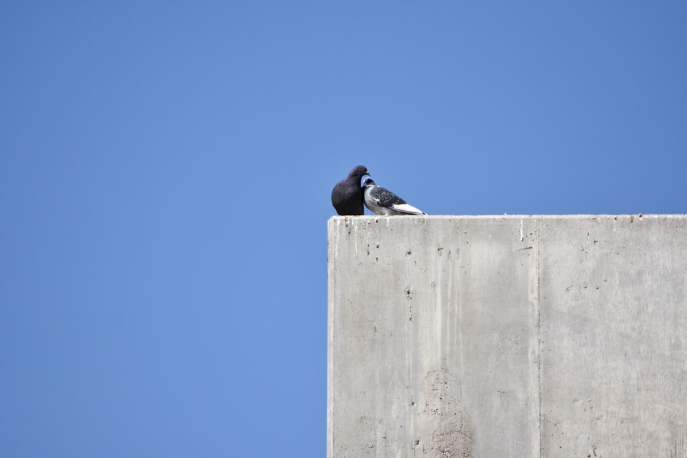 two birds sitting on a concrete wall