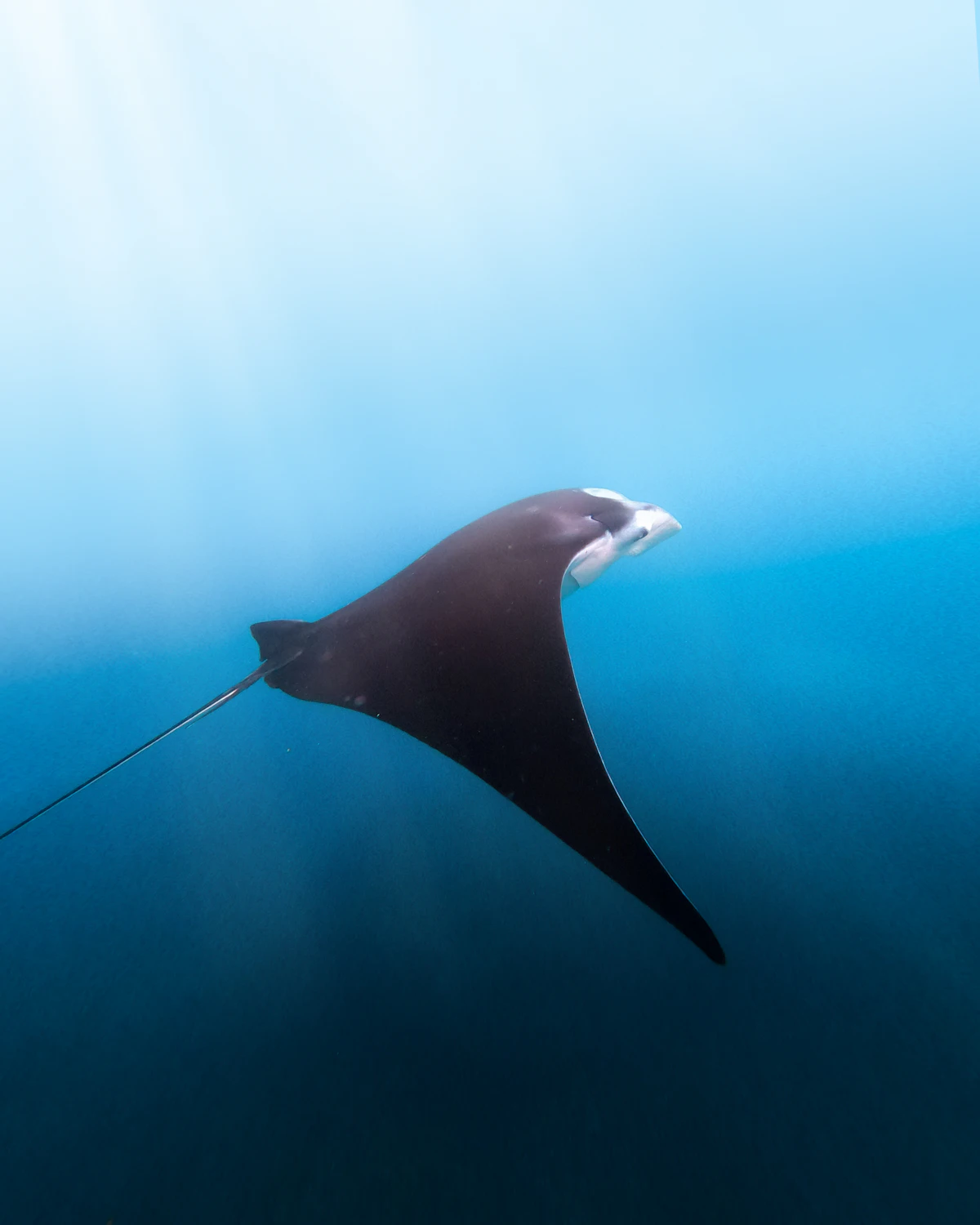 Nusa Penida Manta Point Snorkeling & Coastal Karst Safari