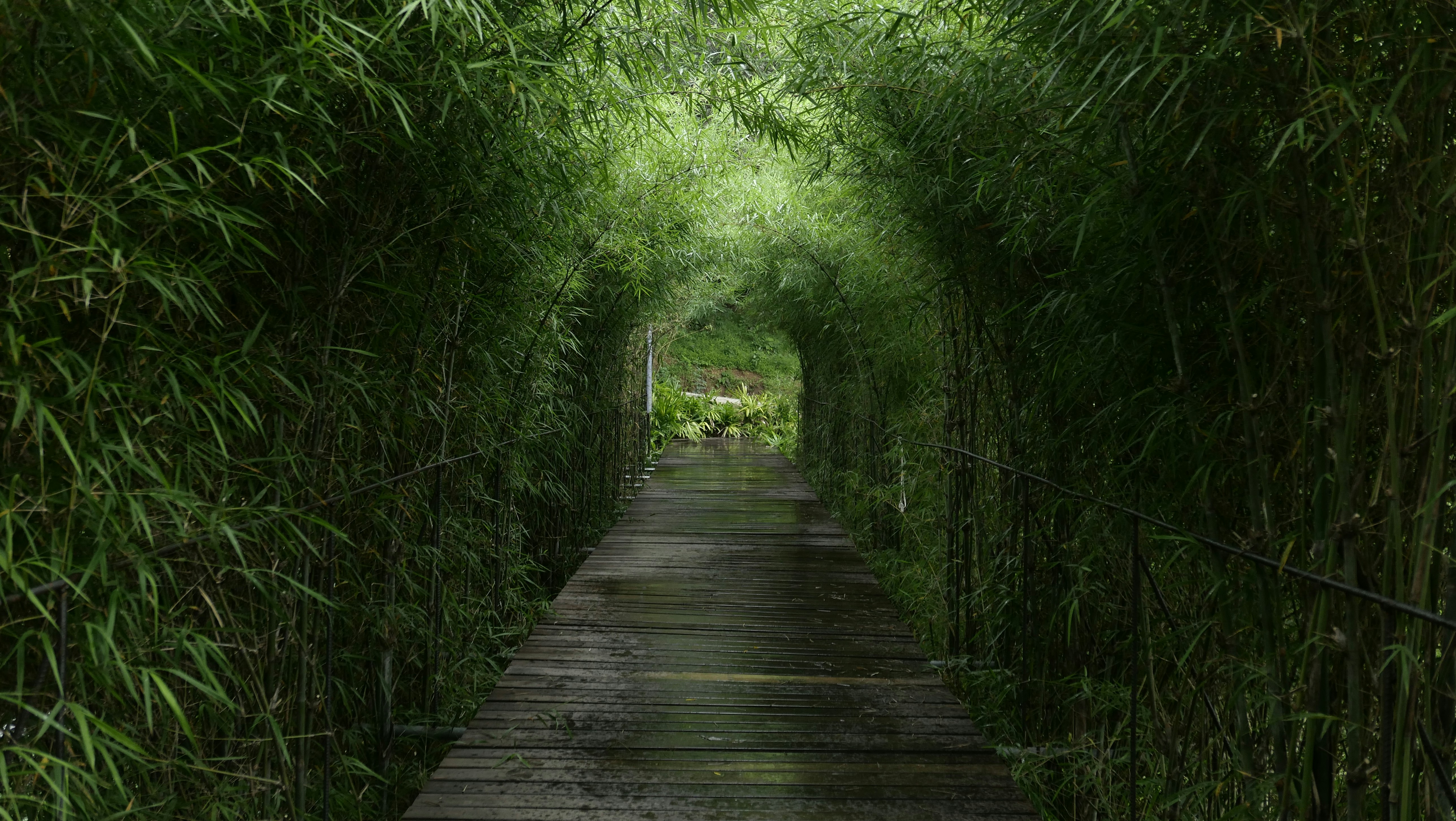 a wooden bridge in a forest