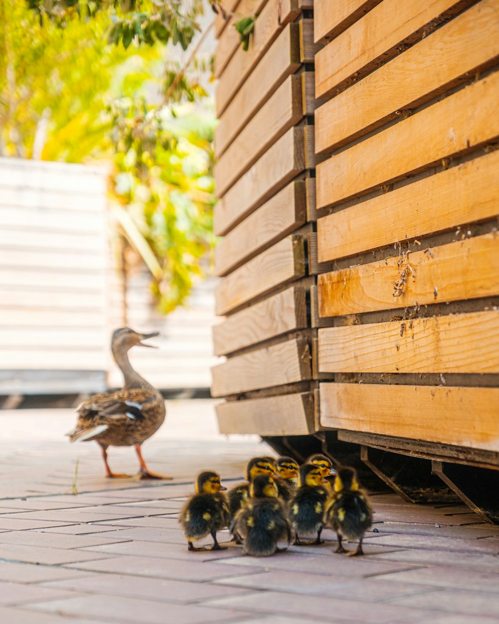 a duck with ducklings