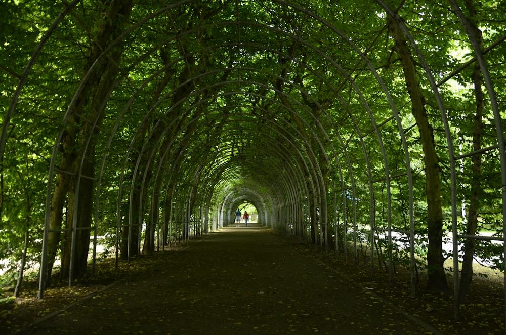 a path through a forest