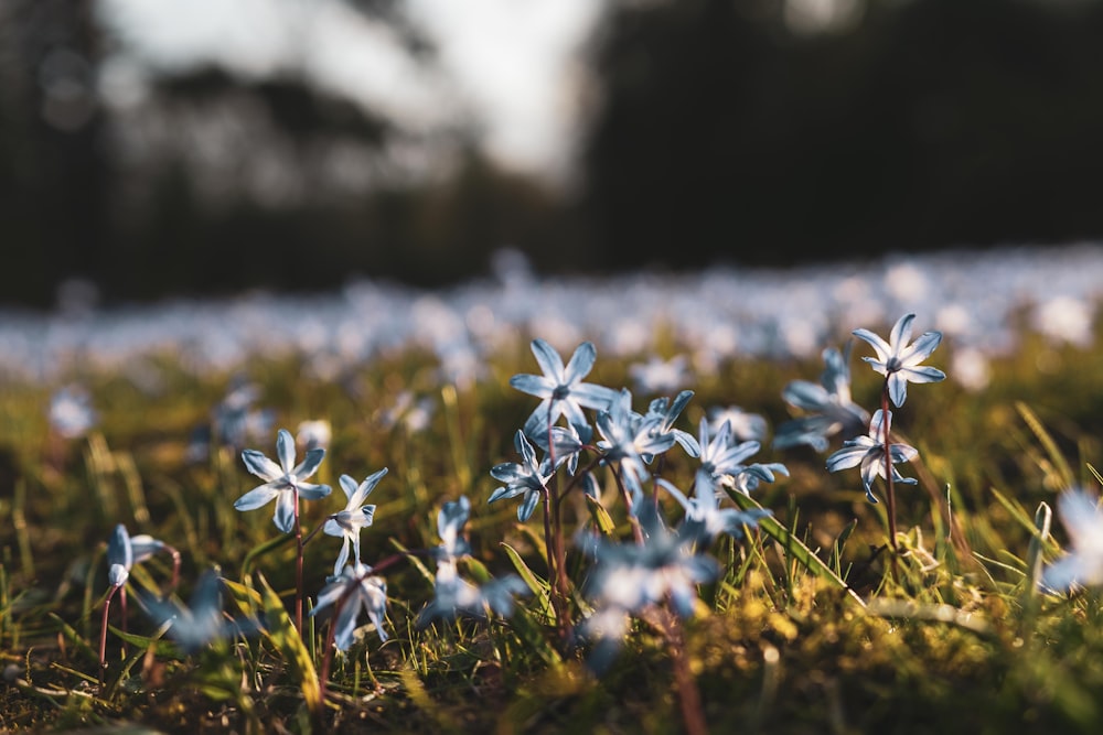 a close up of some flowers