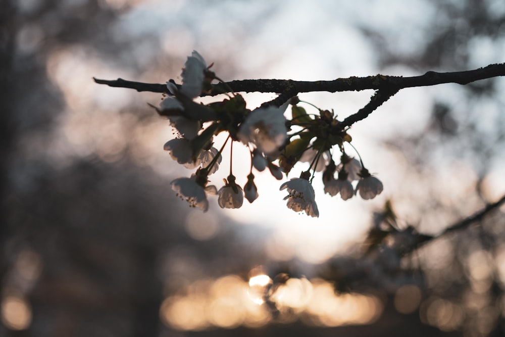 a branch with white flowers