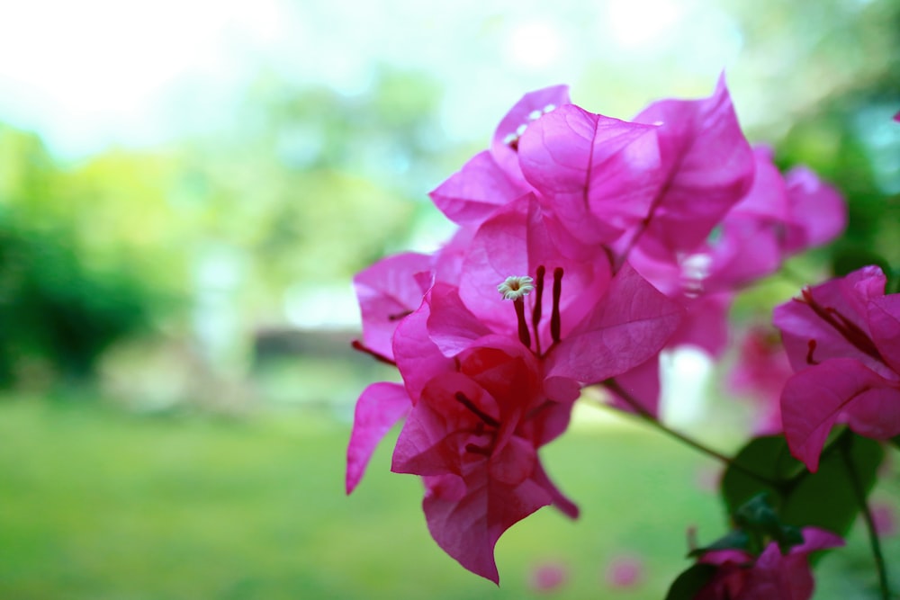 a bee on a flower