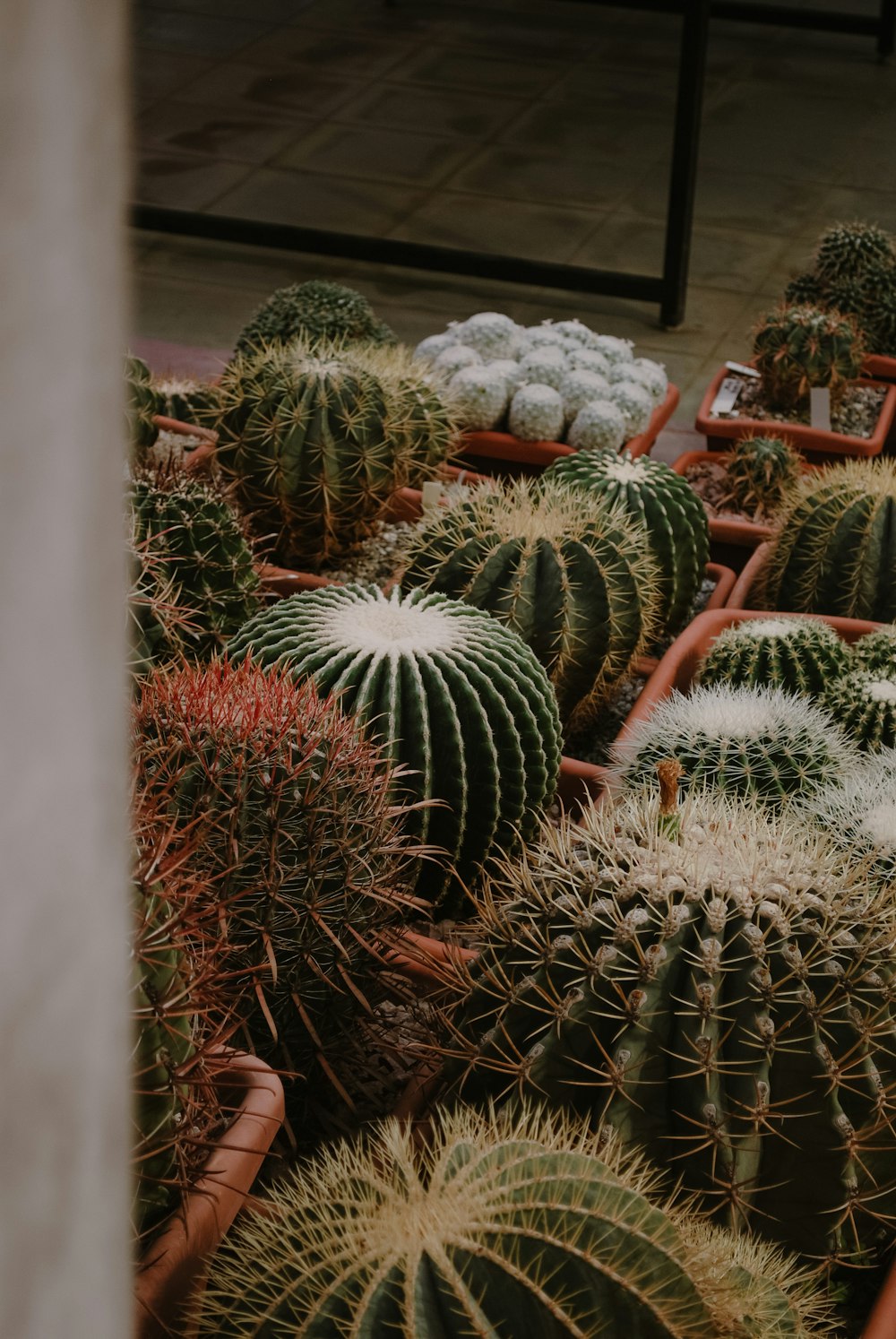 Un groupe de cactus dans un pot