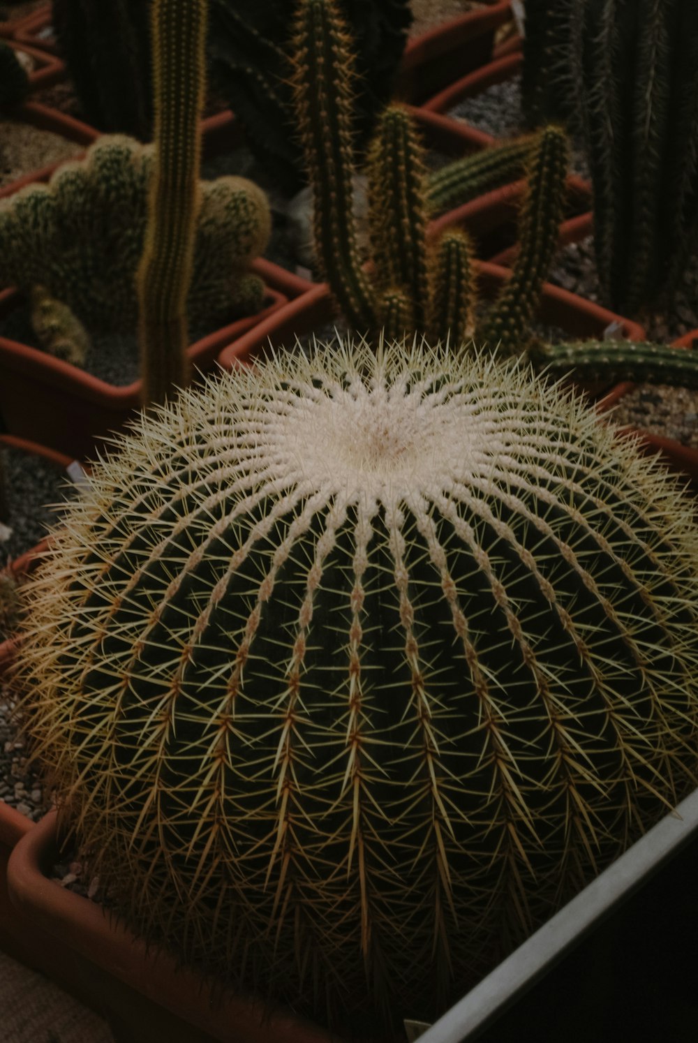 una planta de cactus con una flor blanca