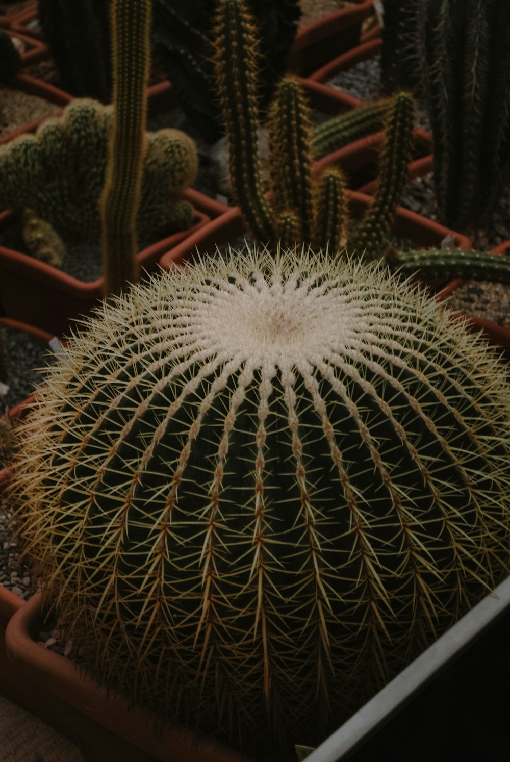 a cactus plant with a white flower