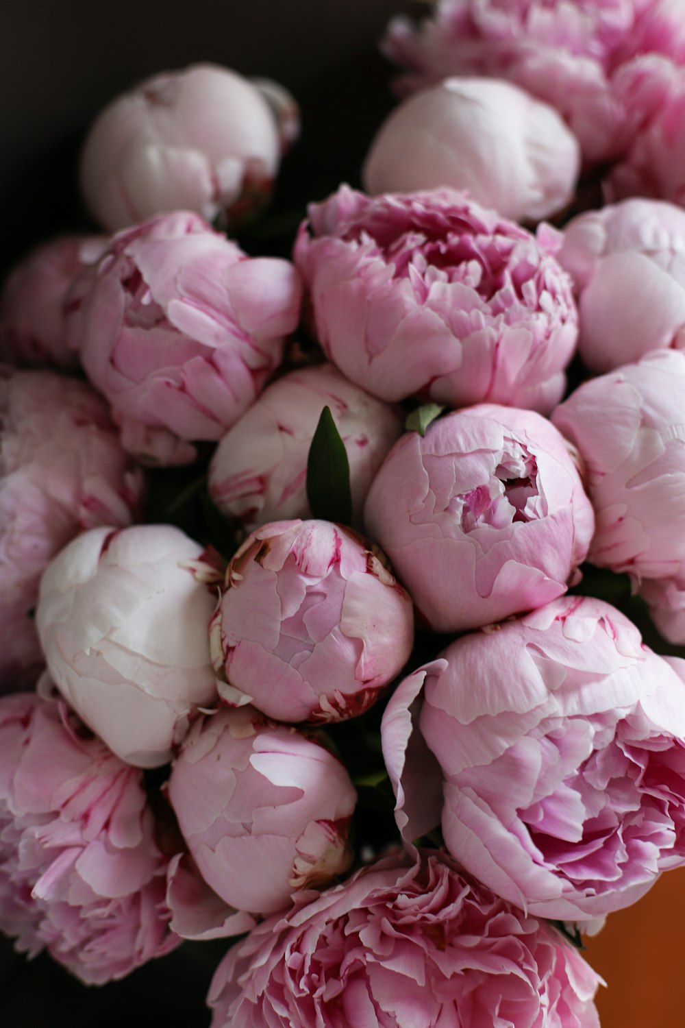 a group of pink flowers