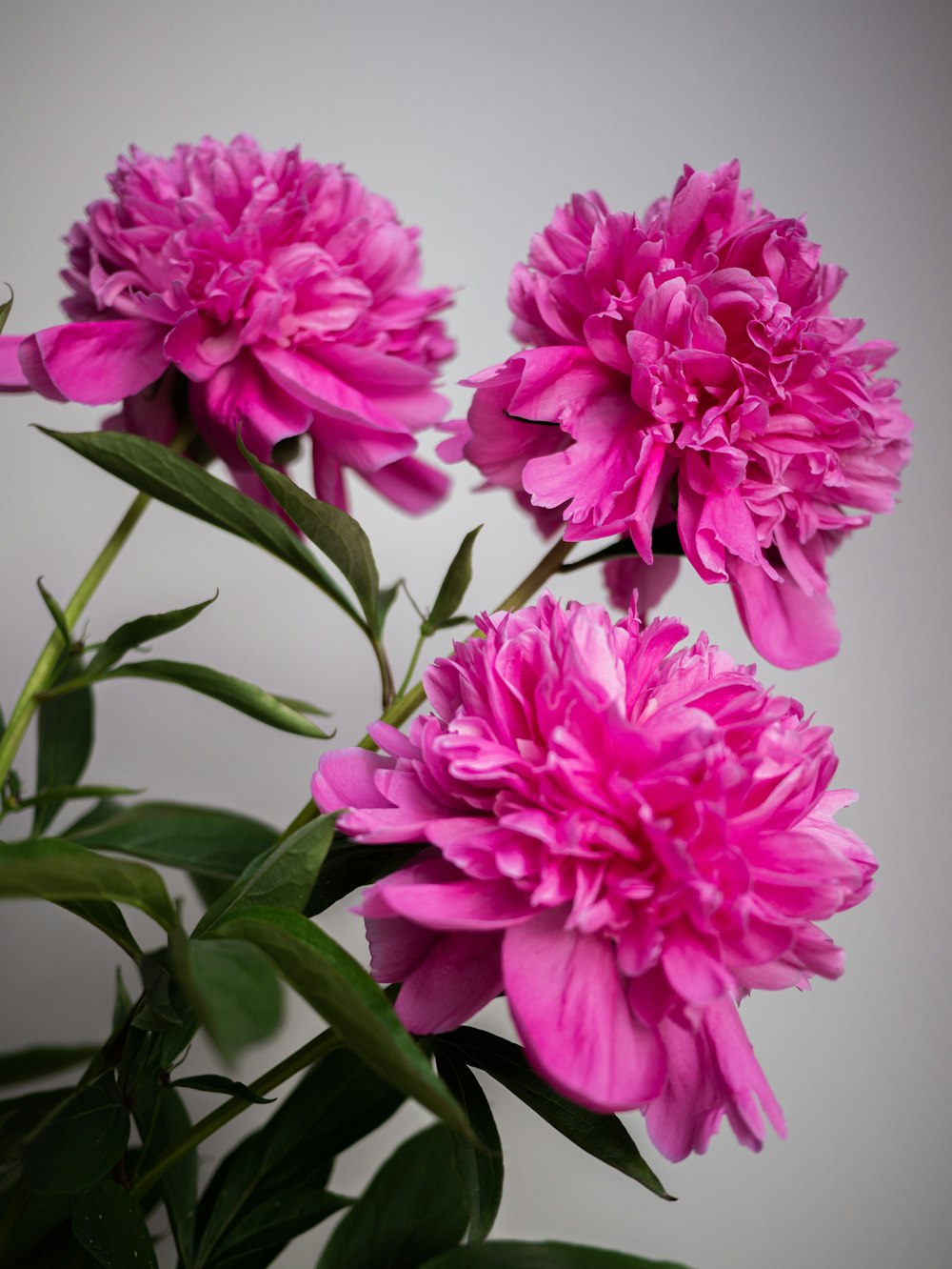 a group of pink flowers