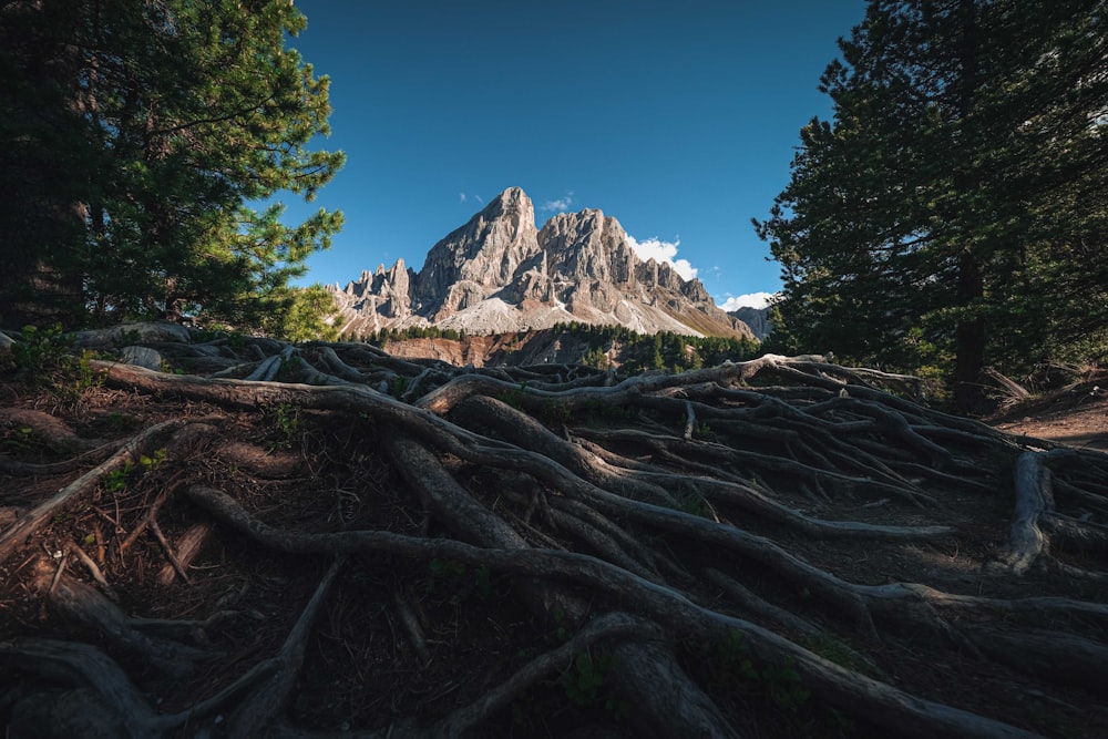 a mountain with trees and a blue sky