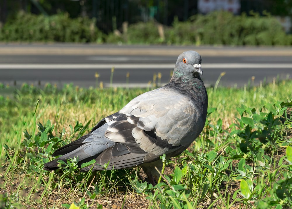 a pigeon standing in the grass