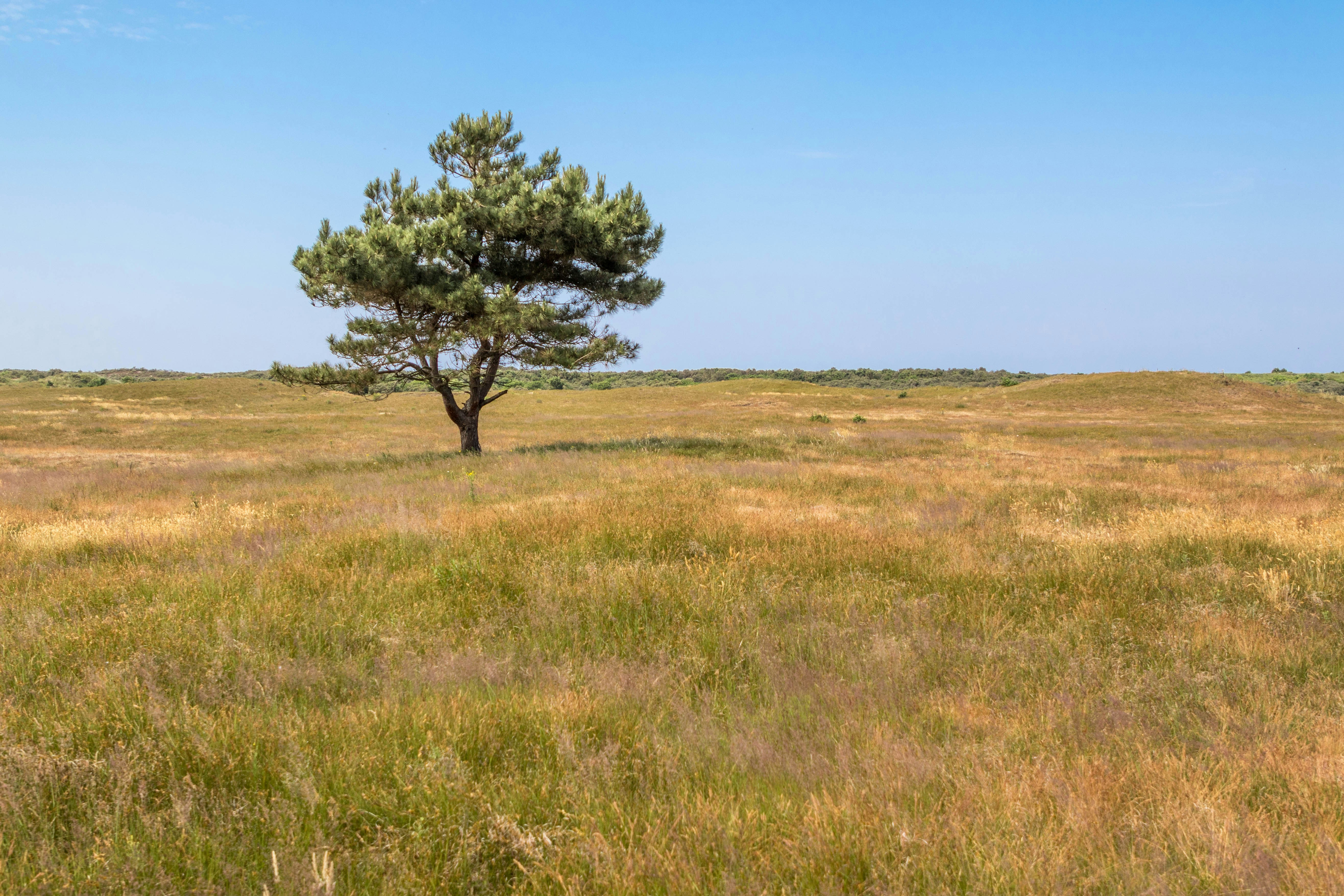 Photo by mathijsdekoning