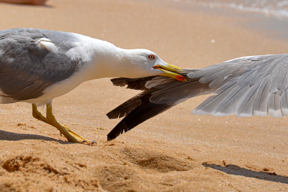 a couple of birds fighting