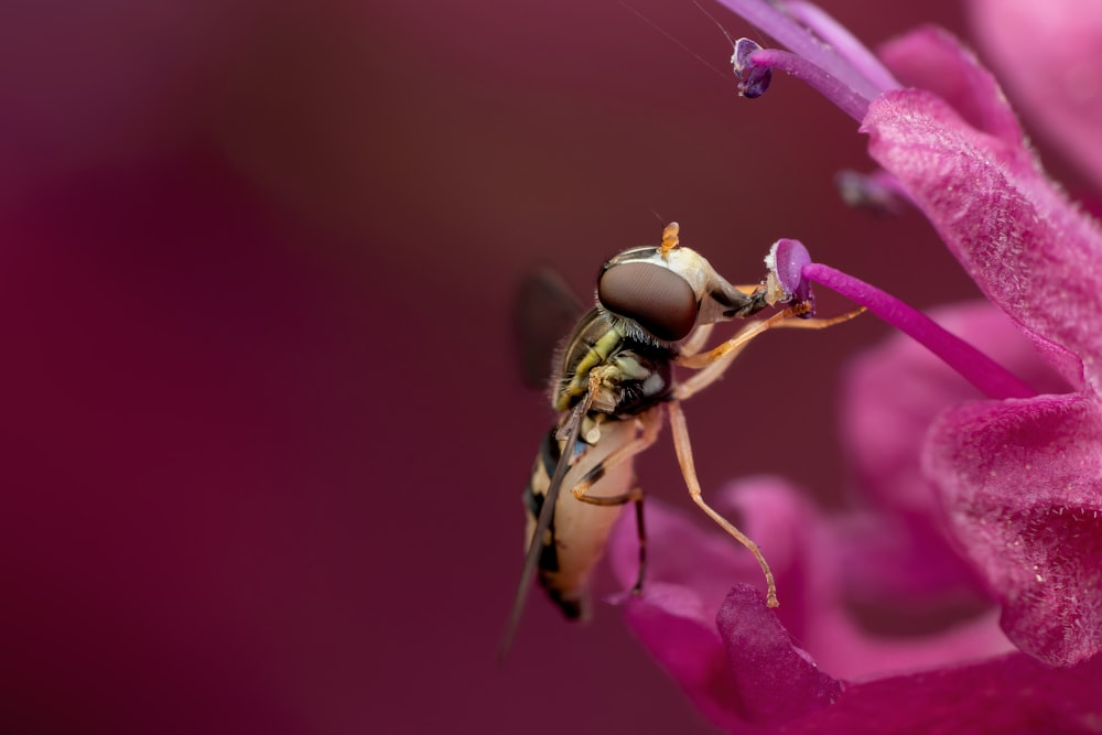 a bee on a flower