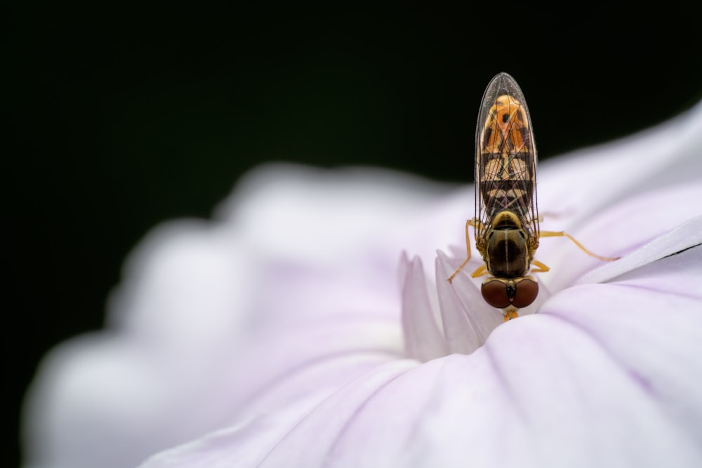 a insect on a flower