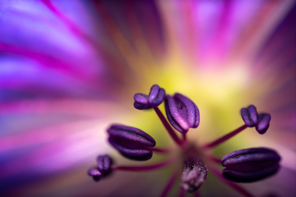 close up of a flower