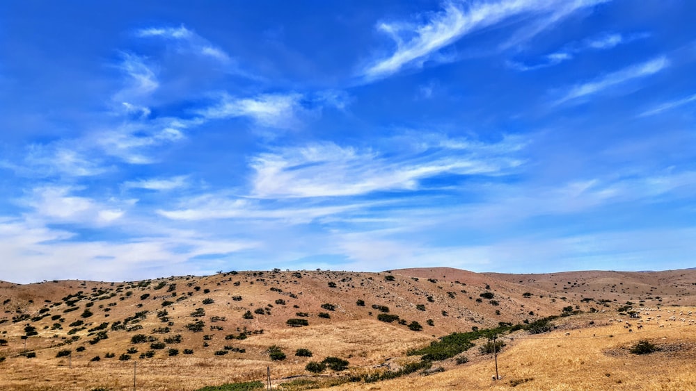 a desert landscape with trees