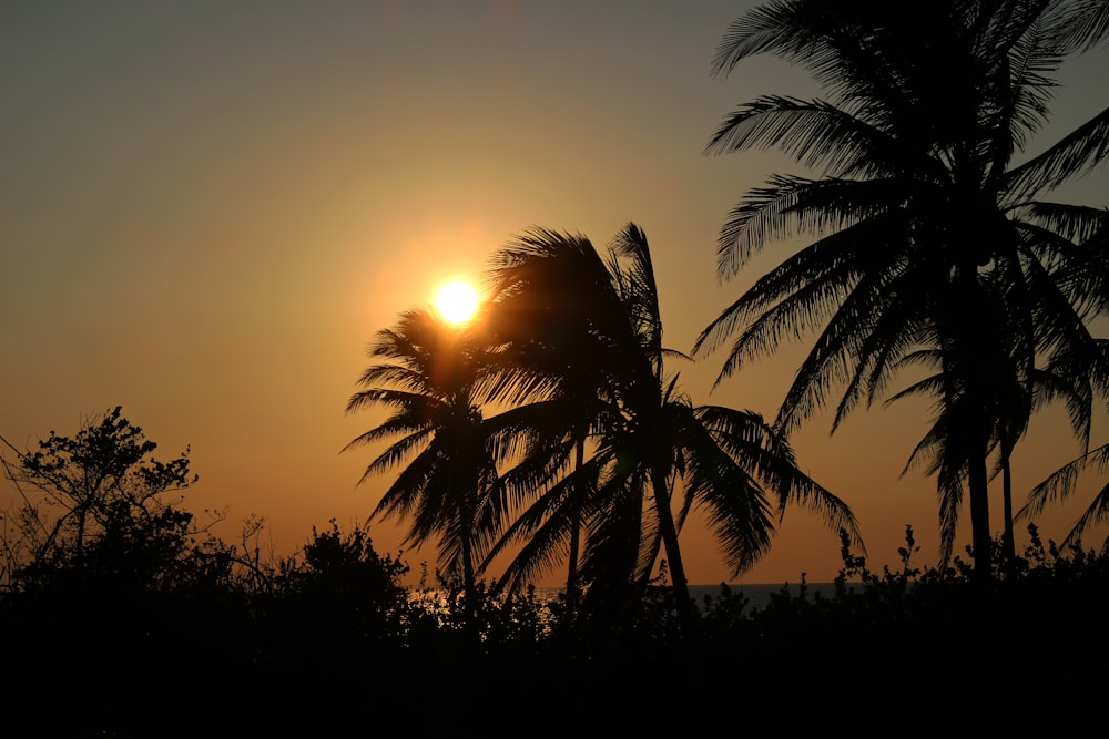 Un coucher de soleil derrière les palmiers
