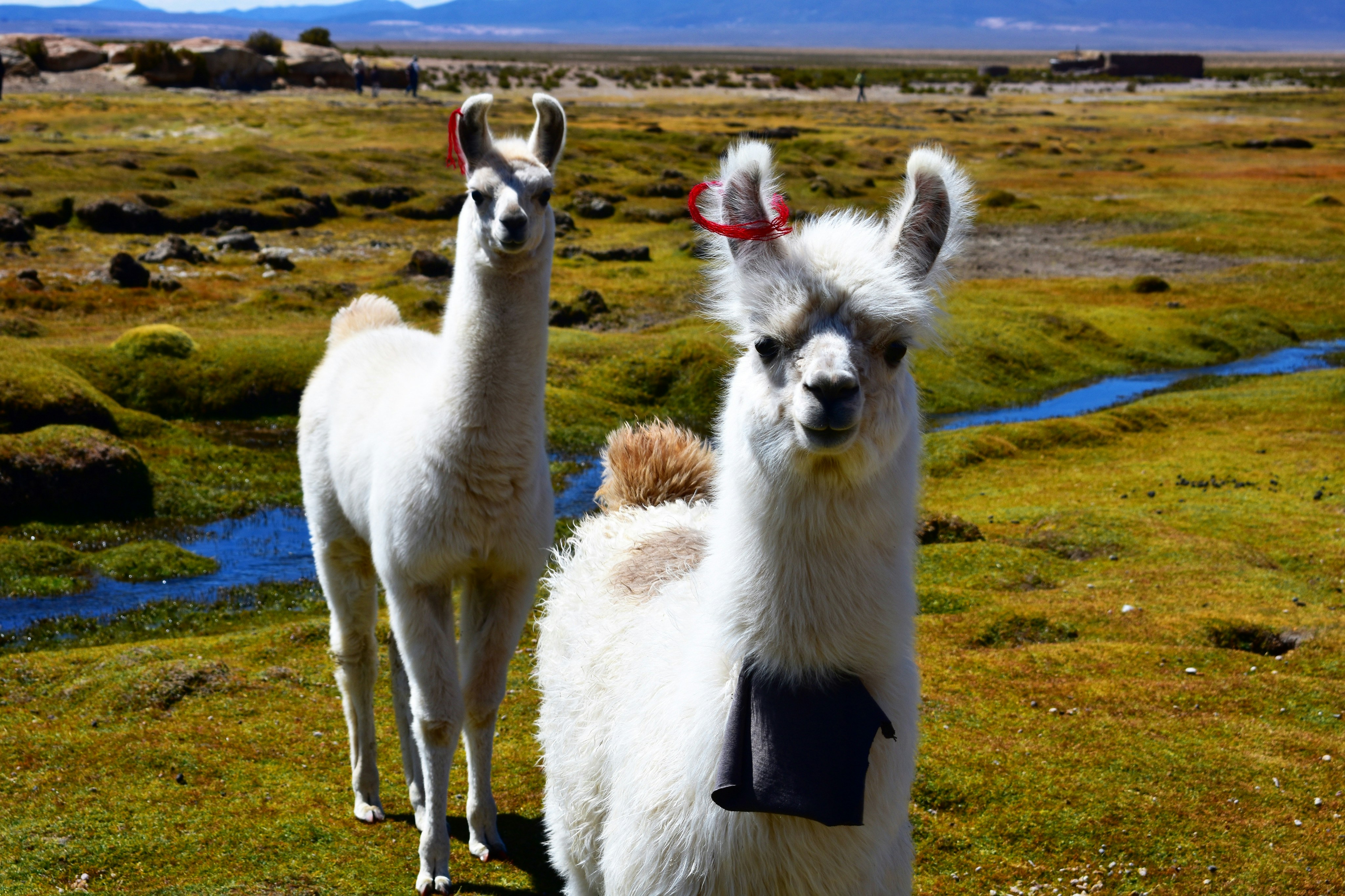a group of llamas on a grassy hill