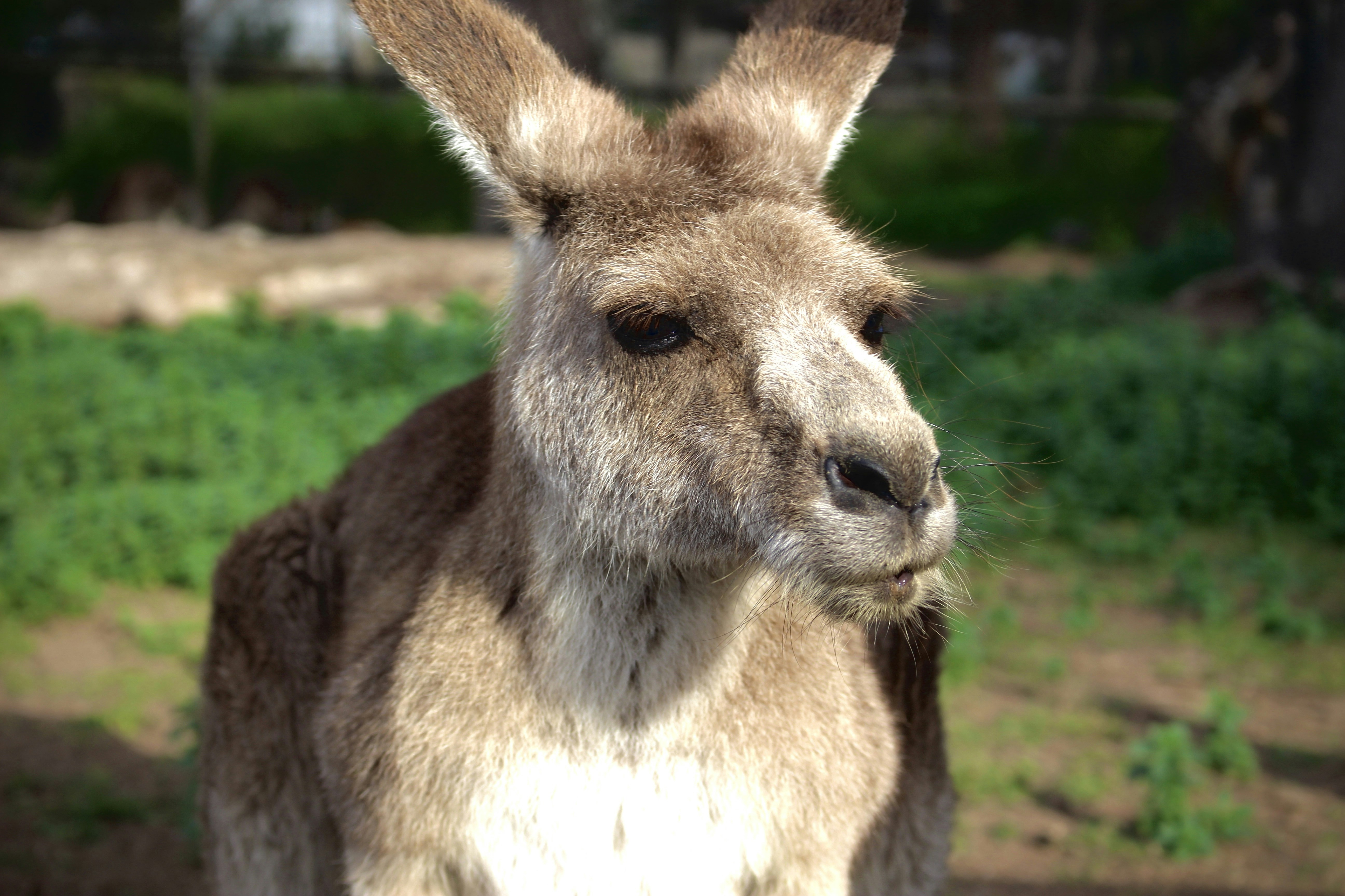 a kangaroo looking at the camera