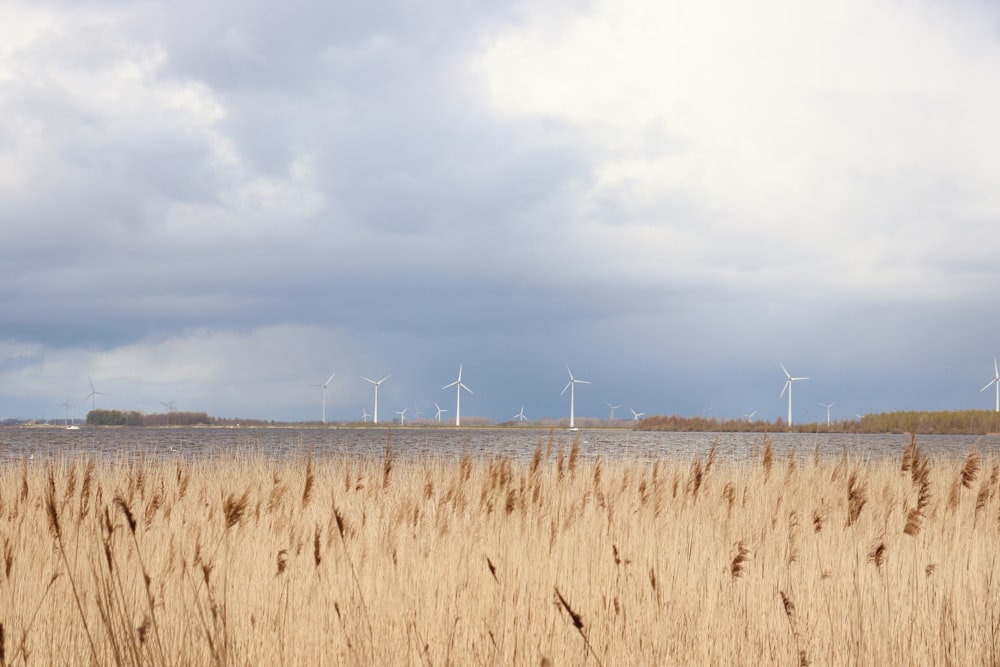 a field of wheat with wind turbines in the distance