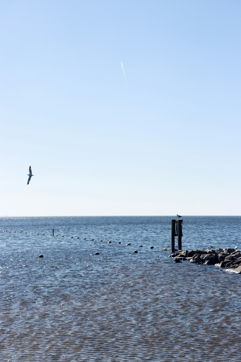 a group of birds fly over a body of water