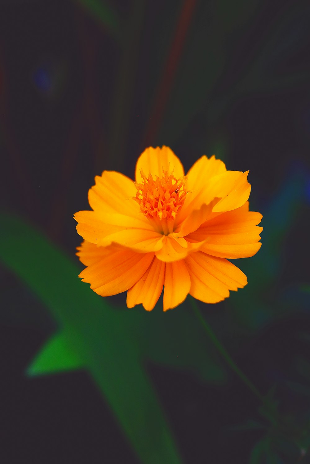 a yellow flower with green leaves