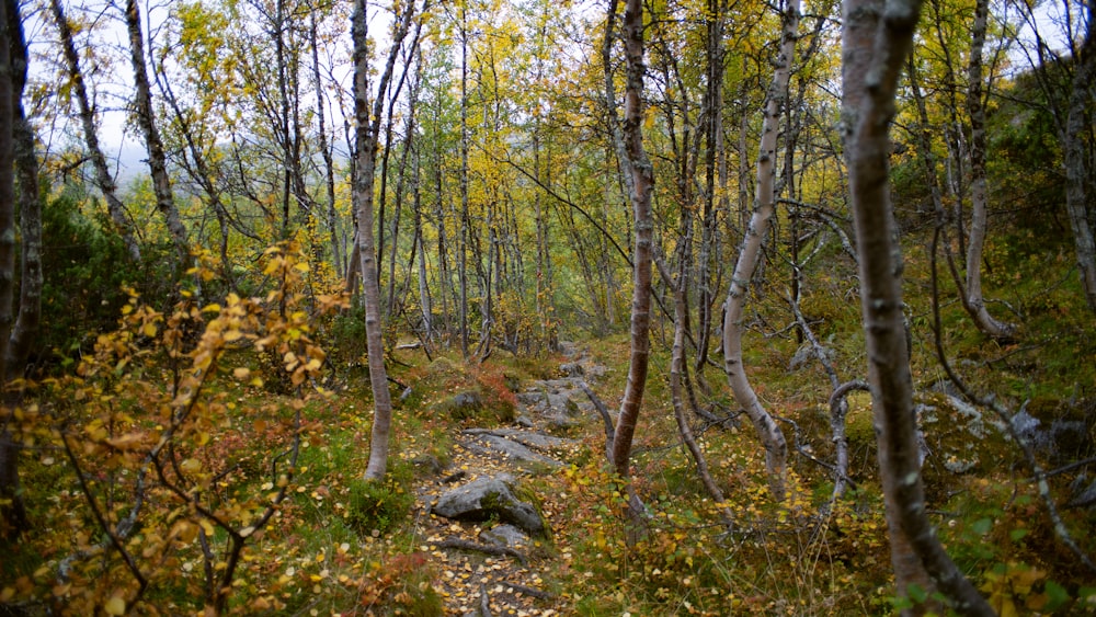 a rocky path through a forest