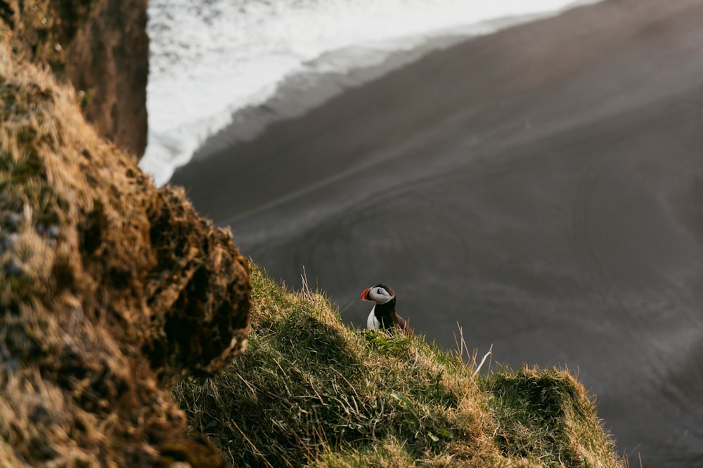 a bird on a grassy hill