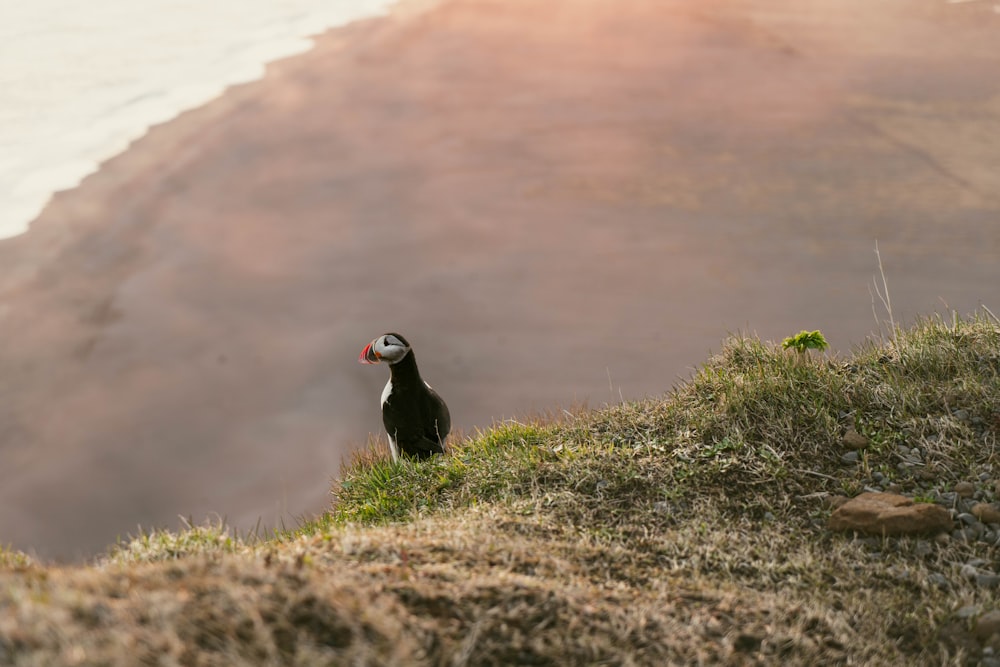 a bird standing on a hill