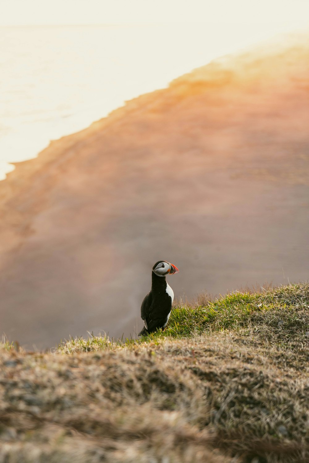 a bird standing on a hill