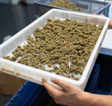 a person holding a container of seeds