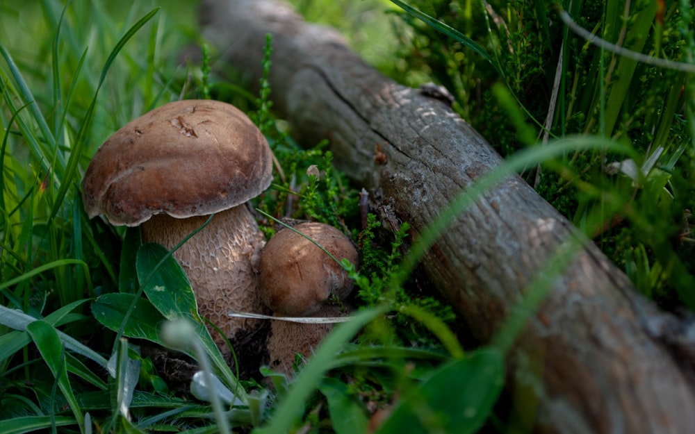 Un grupo de hongos que crecen en la hierba