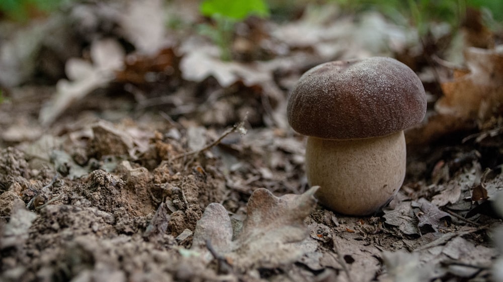 a couple of mushrooms