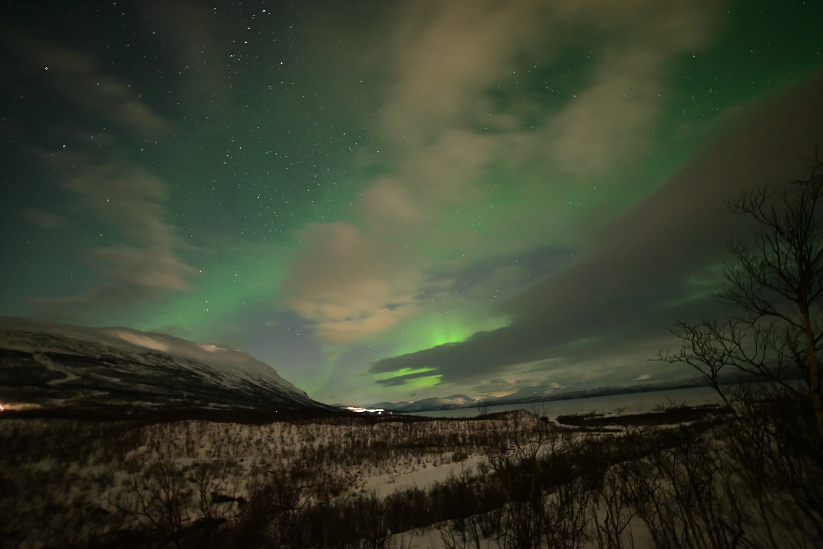 Green and violet northern lights over snow and bare birch in Swedish Lapland