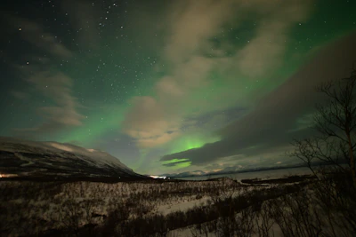 Green and violet northern lights over snow and bare birch in Swedish Lapland