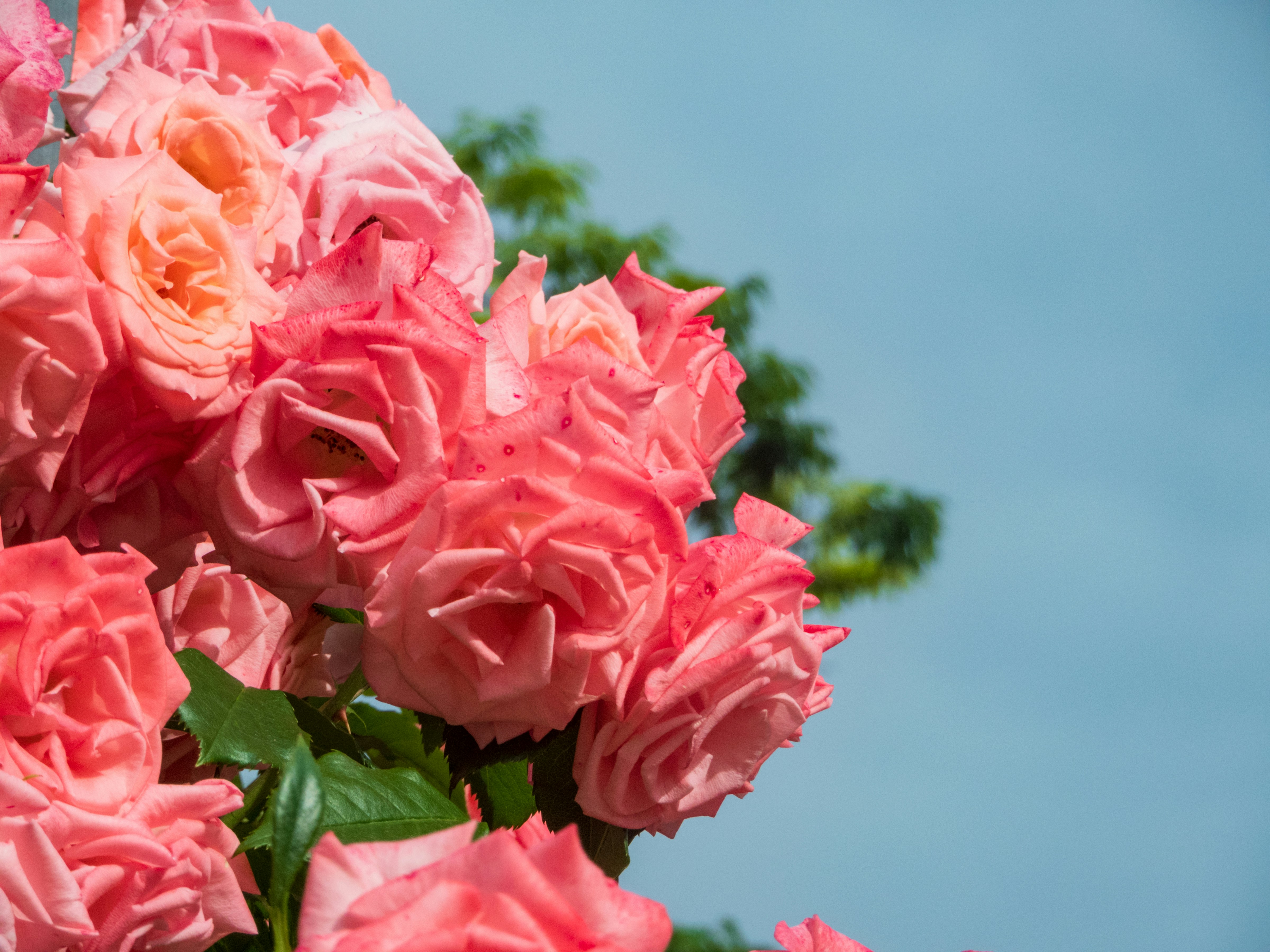 Photo by heppoko_yama