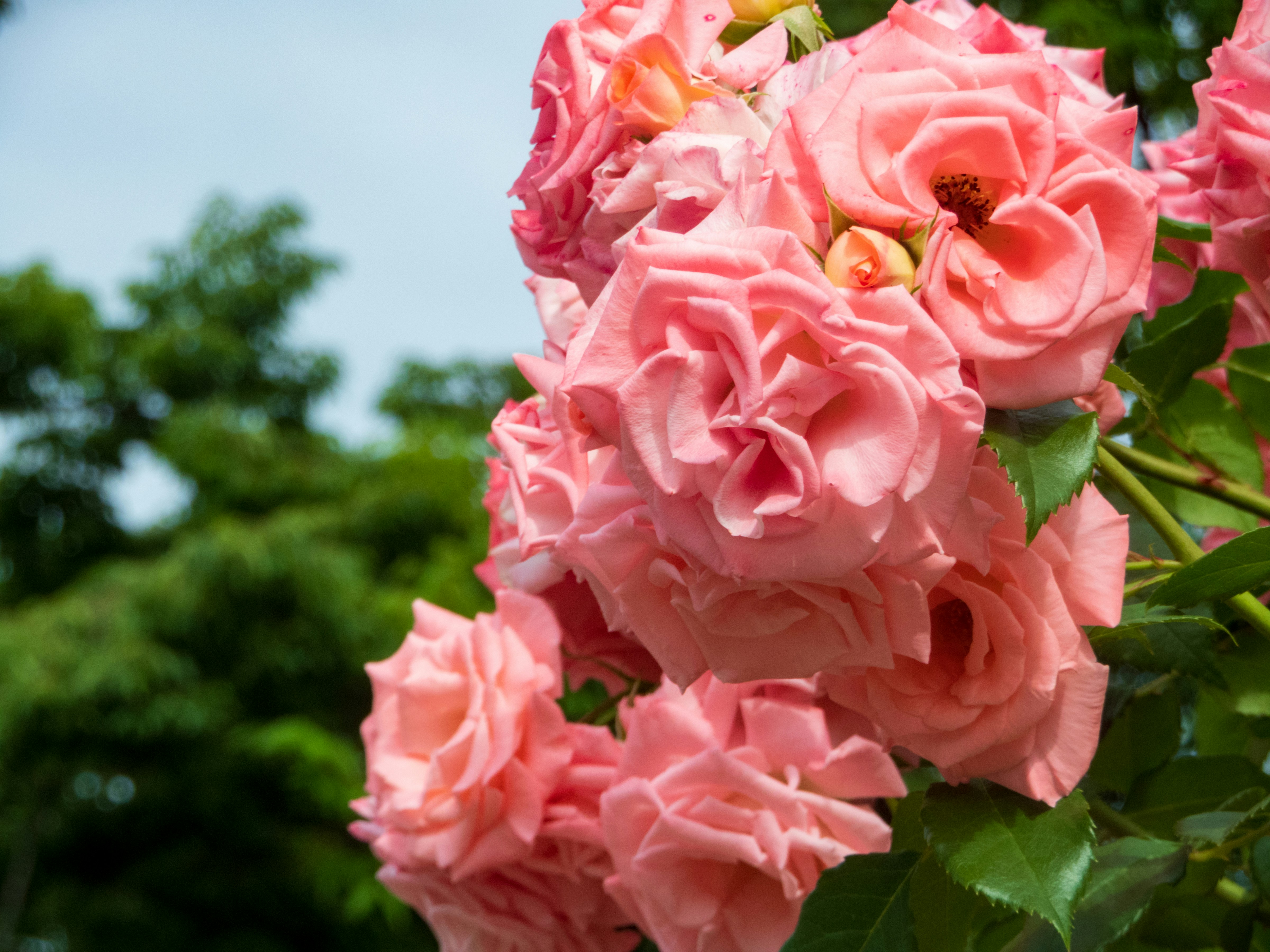 Photo by heppoko_yama