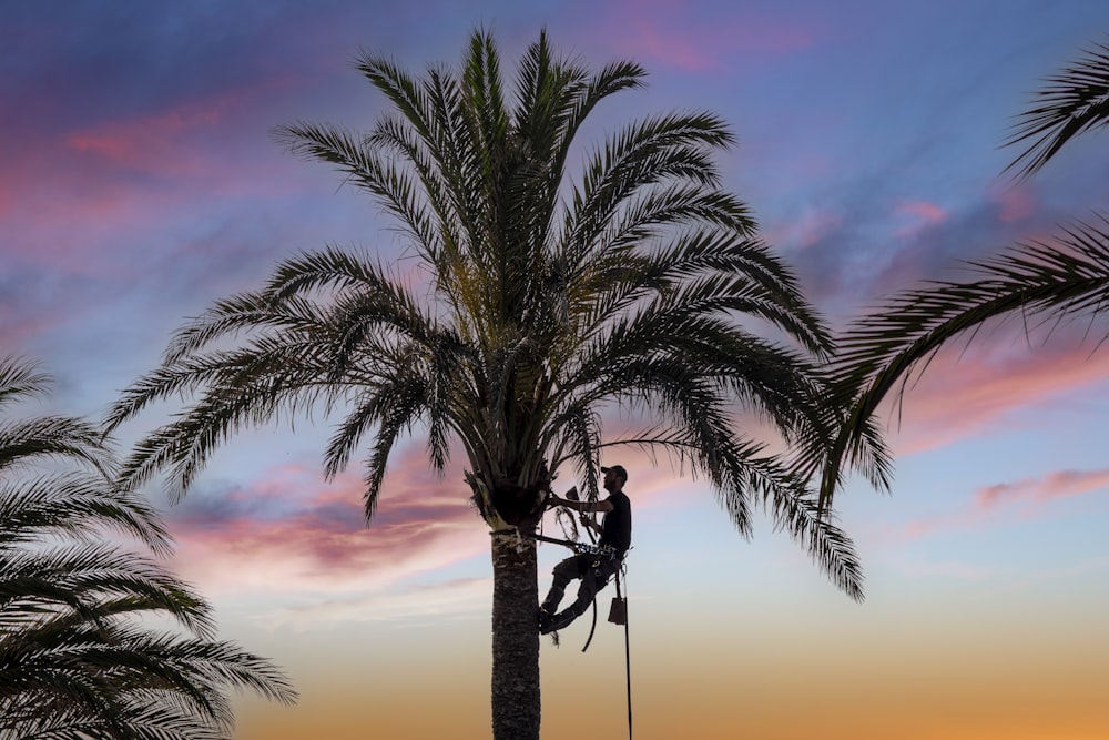 una persona trepando a una palmera