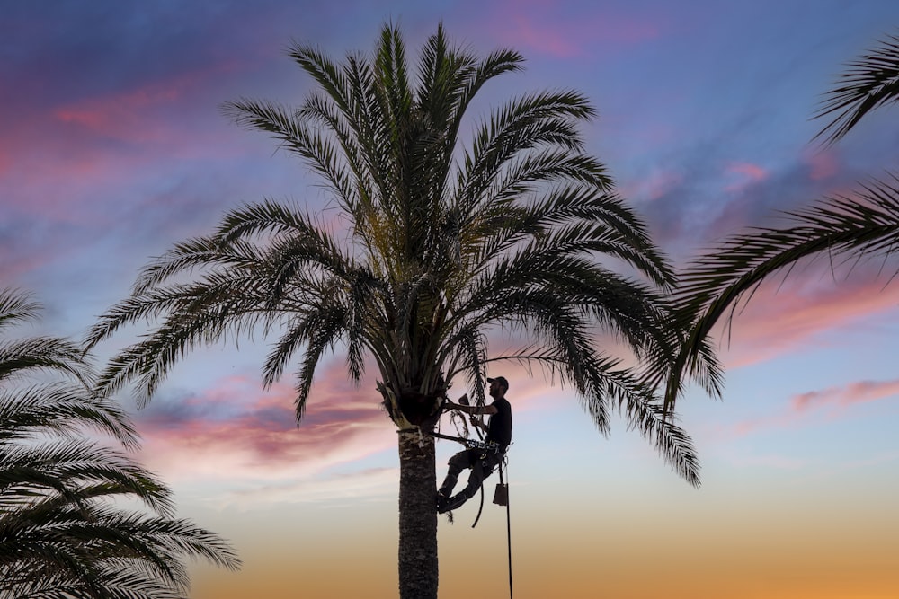 a person climbing a palm tree