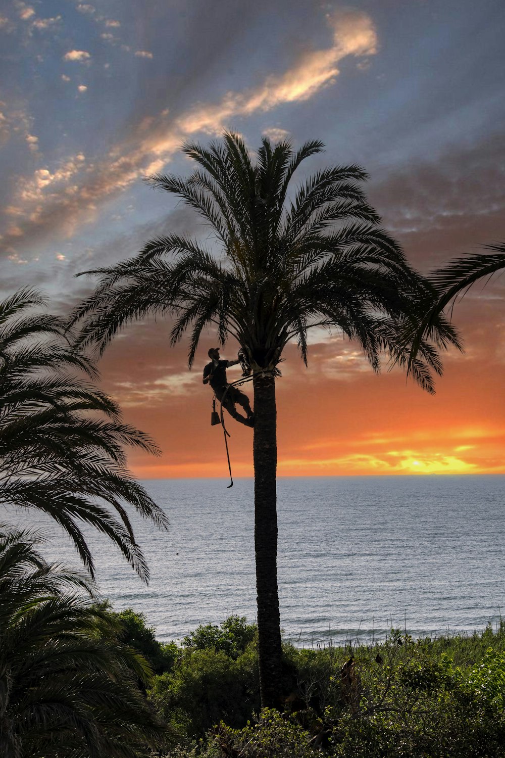 a person climbing a palm tree